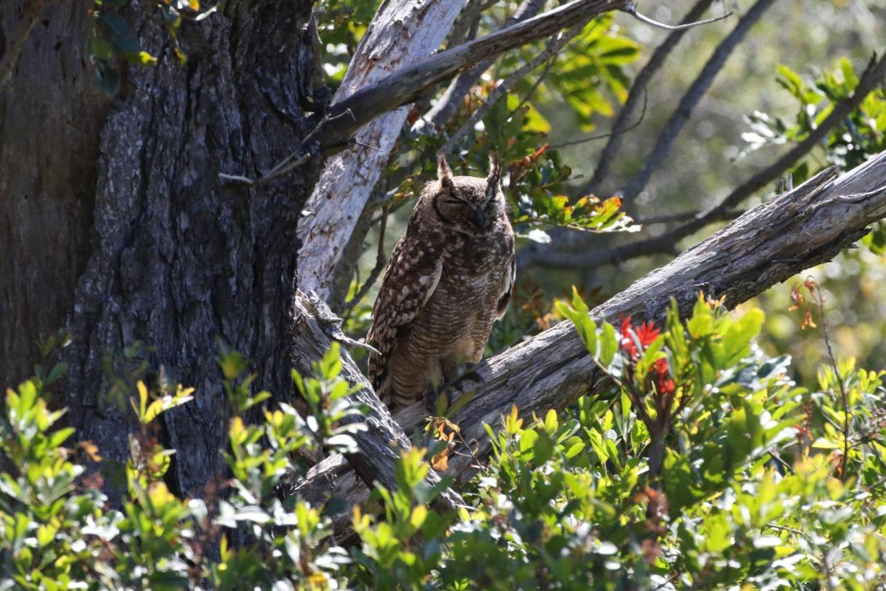 The Wood Owl Natureʼs Valley Εξωτερικό φωτογραφία